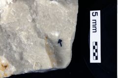 Foto (Detailansicht) von Konidromites gibbus (Reuss 1858) (NHMW-GEO-1990-0041-0265)